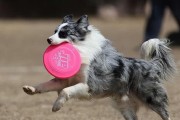 细小病（细小病的传播途径、症状与并发症、科学有效的预防措施与治疗方法）