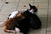 母猫如何促进排卵？（探索食物对母猫排卵的影响及相应调理方法）