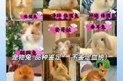 兔子的宠物养殖指南（打造一个温馨的兔子家庭）