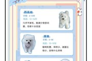让你的泰迪乖巧听话的5个必备训练方法（培养乖巧听话的泰迪，从这5个训练开始）