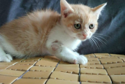 如何确诊猫咪感染了小孢子真菌？猫咪得了猫癣该如何治疗？