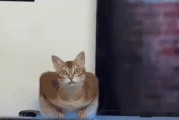 为什么猫咪会被吓死？（探究猫咪受惊的原因和应对方法）