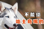 一岁狗狗喝什么水？（了解狗狗的饮水需求及如何选择适合的水源）