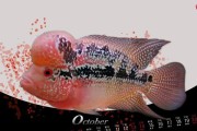 珍珠罗汉鱼的种类与养殖技巧（了解珍珠罗汉鱼，打造美丽水族世界）