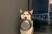哈士奇刚出生应该吃什么？（为宝宝哈士奇的健康发展选择正确的饮食）