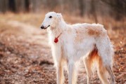 苏俄猎狼犬的饲养全指南（培养您的苏俄猎狼犬，让它成为真正的猎手）