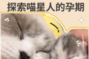 如何判断母猫怀孕的时间？（了解母猫怀孕周期的关键指标及判断方法）
