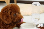 养贵宾的注意事项（打造健康、快乐的贵宾犬生活）
