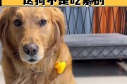 为什么狗不吃素？（探寻狗类食性的原因及其关键因素）