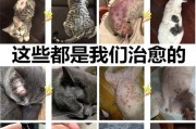 遗传性宠物皮肤病的特征与预防（探究宠物皮肤病的遗传性表现及防治策略）