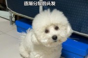 如何纠正比熊犬挑食的习惯？（宠物饮食调理秘籍，轻松解决挑食问题）