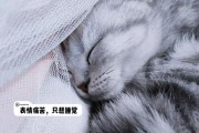 猫咪低钾血症（为什么猫咪无力并不是累了？低钾血症急需关注）