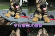 德牧幼犬的价格及挑选技巧（了解德国牧羊犬幼犬市场，精心选择你的新家庭成员）