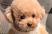 萨摩犬的正常配种周期（了解萨摩犬配种周期的重要性）