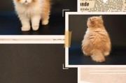波斯猫眼睛变色的时间及原因解析（探索波斯猫眼睛变色的过程和可能原因）