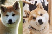 选择柴犬做你的宠物伙伴（5个原因让你爱上柴犬）