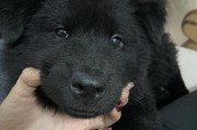 狗眼屎为什么是黑色的？（探寻狗眼屎颜色的原因及相关健康知识）