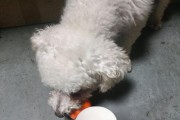 狗肉美食文化的探索（探索狗腿肉的独特美味）