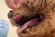 狗狗身上的乳头（狗狗多乳头现象解析，乳头的数量、位置和功能）