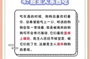 夏季养狗需注意的事项（为宠物狗度过炎炎夏季，你需要知道的15个关键要点）