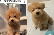 泰迪狗的理想发型（如何选择适合泰迪狗的发型）