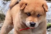 养什么犬赚钱？（探索现今最具潜力的赚钱犬种，选择明智投资）