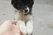 边牧犬的温和特征（探索边牧犬拥有温和特质的原因及其表现）