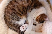 猫为什么不进猫窝（探究猫咪不进猫窝的原因及解决方法）