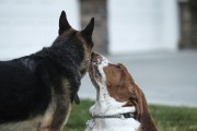 巴吉度猎犬的饲养方法（培养聪明机敏的伴侣——了解巴吉度猎犬的生活习性）