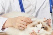 宠物猫买完体检的重要性（了解宠物猫身体状况，确保健康幸福生活）