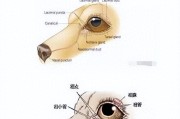 狗狗泪痕急救指南：营养膏真能治“泪痕”吗？