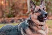 南俄罗斯牧羊犬的饲养指南（了解南俄罗斯牧羊犬的特性和养护技巧，打造健康快乐的宠物生活）