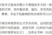 格罗安达牧羊犬的饲养方法（让你的宠物格罗安达牧羊犬成为你的最佳伴侣）