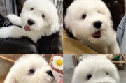 以古牧犬（了解以古牧犬的性格特点和购买价格，为你的宠物选择提供参考）