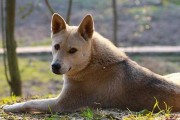 中华田园犬优点大揭秘（以宠物为主，打造家庭忠诚伴侣）