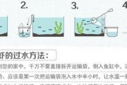 岩松鼠的饲养方法（了解岩松鼠饲养要点，养宠物更健康）