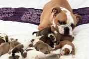 斗牛犬怀孕期和生产过程（了解斗牛犬的繁殖周期及注意事项）
