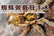 养蜘蛛需要注意的要点（让蜘蛛成为你的宠物伙伴）
