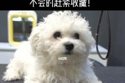 狗狗护理时间表（如何合理安排你的狗狗护理时间）