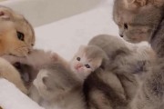 小猫为什么在两个月时期食欲旺盛（探究小猫食欲旺盛的原因及养护建议）