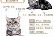 美短猫（探秘美短猫魅力，解析其好养之道）