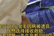 金毛犬犬瘟眼睛治疗方法及注意事项（细说金毛犬眼睛犬瘟的治疗方法，提醒主人们谨慎护理）