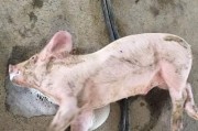 狗狗脑膜炎（了解狗狗脑膜炎的症状、诊断和治疗方法，为宠物提供细心的照顾）