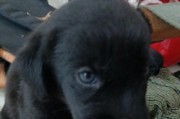 如何处理拉布拉多犬破坏行为（宠物养护的挑战与解决方案）