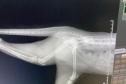小猫骨折的症状及处理方法（详解小猫骨折的常见症状和正确处理方法）
