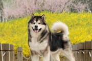 探索阿拉斯加犬的优点与缺点（发现阿拉斯加犬作为宠物的优势和挑战）