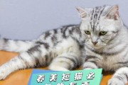 养护美短猫的必知事项（关爱美短猫，做个负责任的主人）