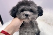 2月大泰迪犬打疫苗的时间选择（保护宠物健康，从早期疫苗注射开始）
