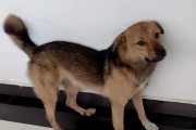 中型犬（了解中型犬的特点和养护方法，让你选择合适的宠物）