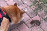 猎鼠之王（狗狗抓老鼠的利器、方法和技巧）